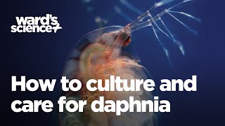 Caring and Culturing for Daphnia [upl. by Agnes]