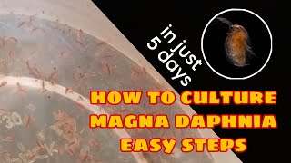 How to Culture Magna Daphnia Easily [upl. by Ratha]