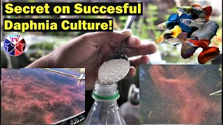 How to Culture Daphnia Successfully [upl. by Adaiha]