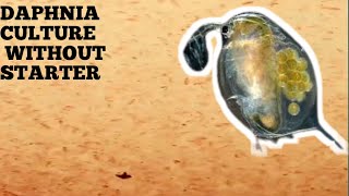 HOW TO CULTURE DAPHNIA NATURALLY WITHOUT A STARTER [upl. by Jelsma]