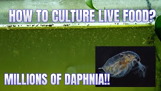 How to Culture Daphnia Secret Method to Breed MILLIONS  Simply Aquatic [upl. by Aviv]