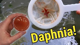 How I Culture Daphnia In Outdoor Tubs [upl. by Oringas]