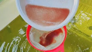 How to culture daphnia  Daphnia culture  How to grow daphnia outdoor [upl. by Klimesh576]