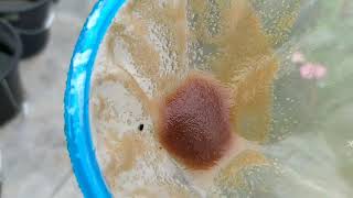 How to culture daphnia moina in a small container Part 1 English Subtitle [upl. by Anitsirk]