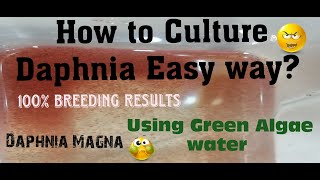 Daphnia MagnaHow to Culture Daphnia Easy wayCulturing Daphnia using Green water Daphnia [upl. by Telimay585]