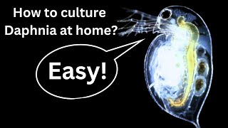 BEST Live Fish Food Beginner guide How to Culture Daphnia at home [upl. by Inod]