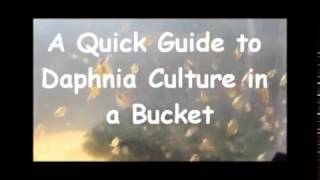 How to culture daphnia outside [upl. by Ardnassela]