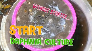 How to culture daphnia moina the easy way 1  Starting the Daphnia culture [upl. by Manfred464]