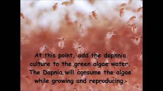 Daphnia  How to grow daphnia in your home [upl. by Nanda]