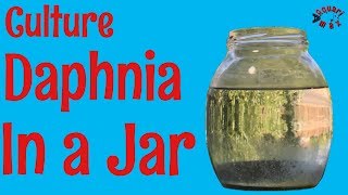 How to Culture Daphnia in a Jar [upl. by Jeffries136]