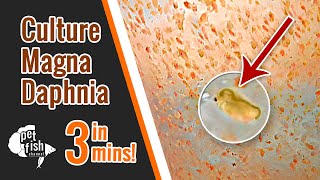 How to culture DAPHNIA MAGNA  The easy way [upl. by Nylecyoj888]