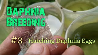 Daphnia Culture made simple and easy 3  Hatching Daphnia eggs [upl. by Erb]