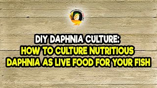 DIY Daphnia Culture How to Culture Nutritious Daphnia as Live Food for Your Fish [upl. by Casper]