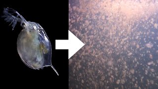 How I Culture Daphnia [upl. by Marozik]