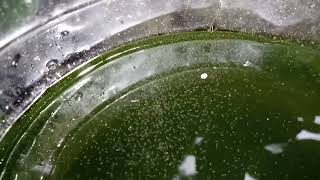 DAPHNIA MOINA CULTURE IN A SMALL BUCKET [upl. by Akemaj]