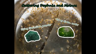 How To Culture Daphnia and Moinas using Green Water Spirulina powder [upl. by Chloe254]