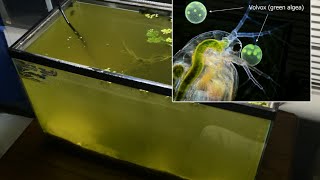 Raising Daphnia for the Freshwater Aquarium [upl. by Mamoun]