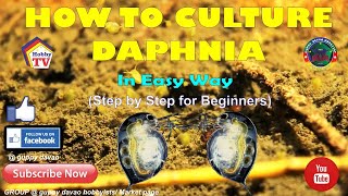 HOW TO CULTURE DAPHNIA In Easy Way [upl. by Schlenger]